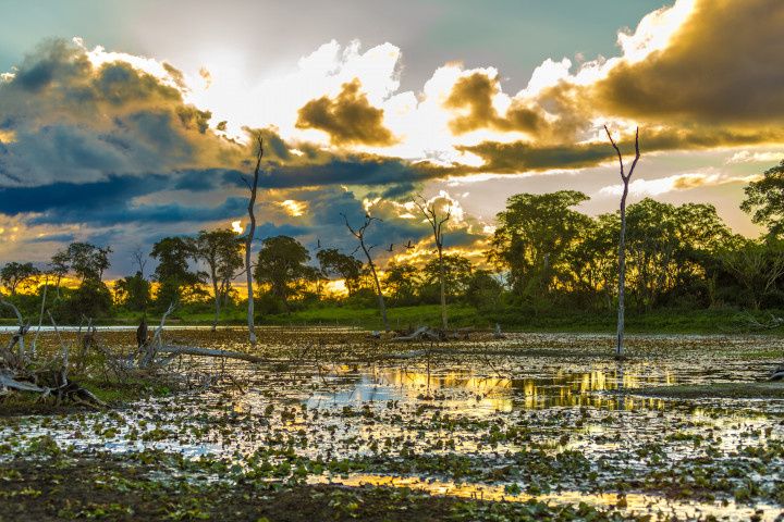 Lua de mel no Pantanal: amor em meio à natureza