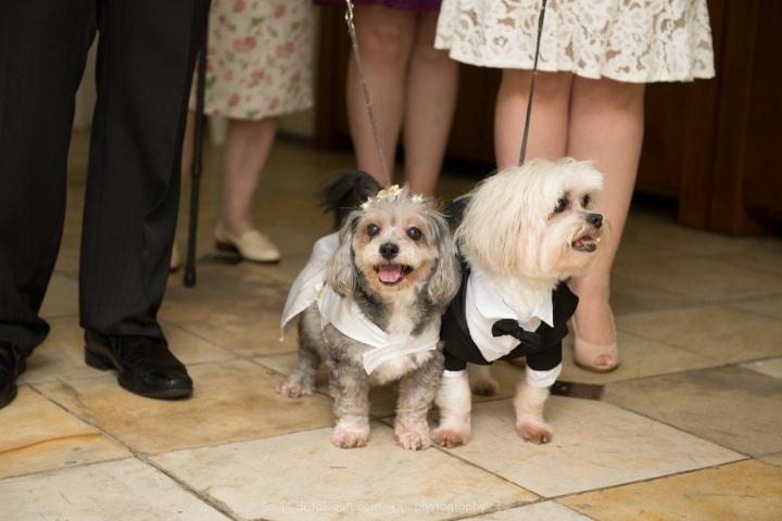 Cachorros No Casamento 85 Fotos E Dicas Para Inspirar Os Casais E Seus