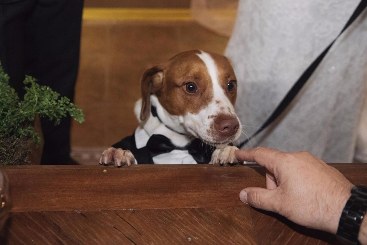 Cachorro com gravata borboleta