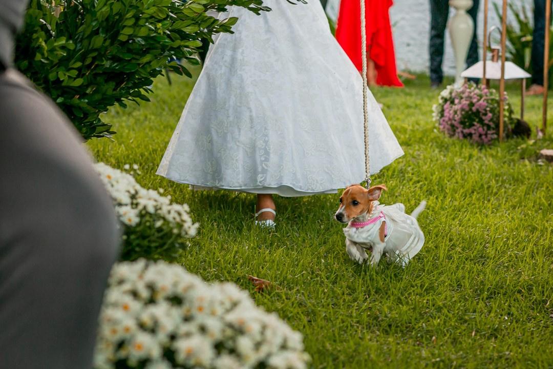 Cachorro no casamento