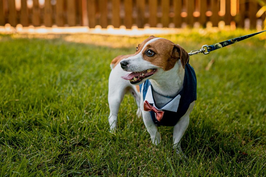 Cachorro no casamento