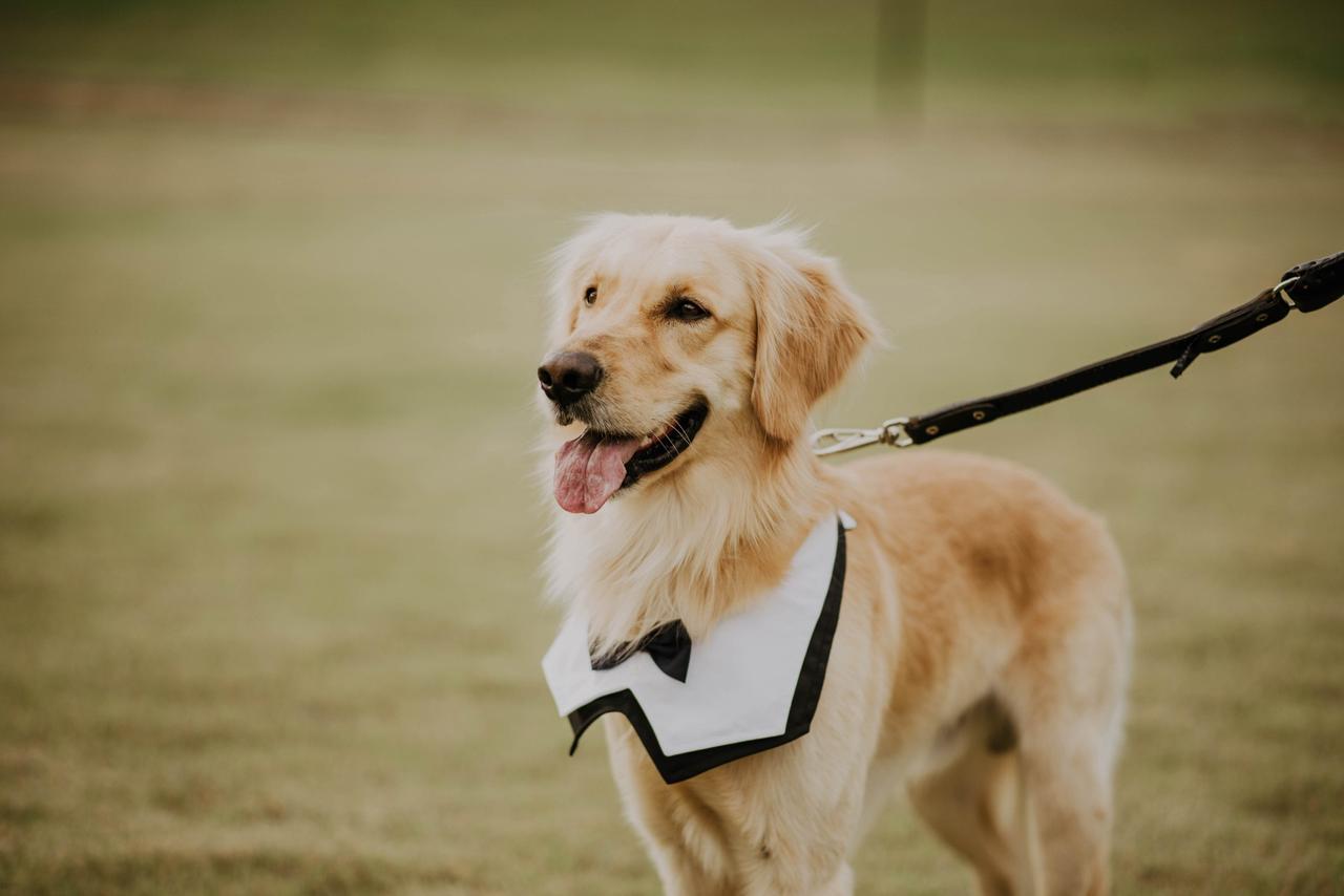 Cachorro com gravata borboleta