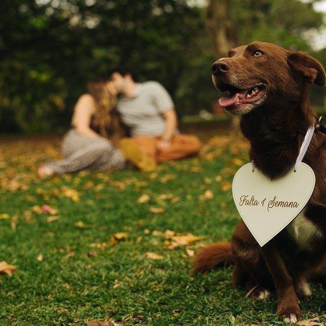 Loving Pets Gourmet Duck Chew Strips main image 1