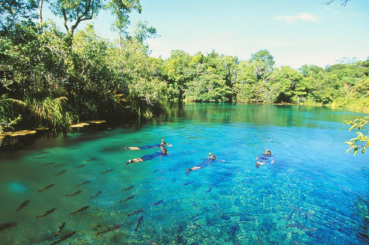 Mergulho e observação de peixes nas águas cristalinas de Bonito, no Mato Grosso do Sulo