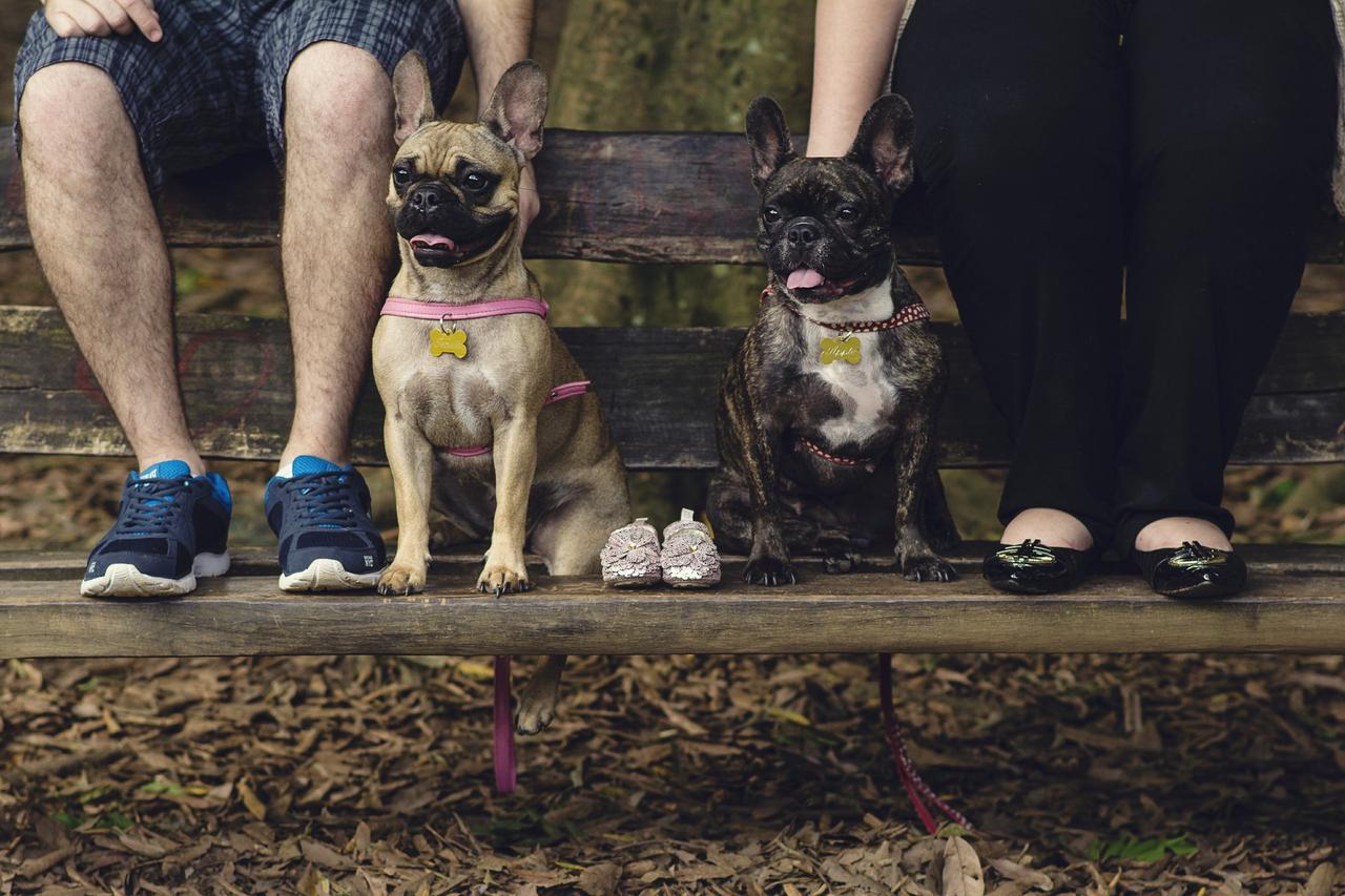 fotografia-gravida-gestante-bulldog-frances-natureza-parque-villa-lobos-sao-paulo-fotografo-familia-sp_13_169142.jpeg