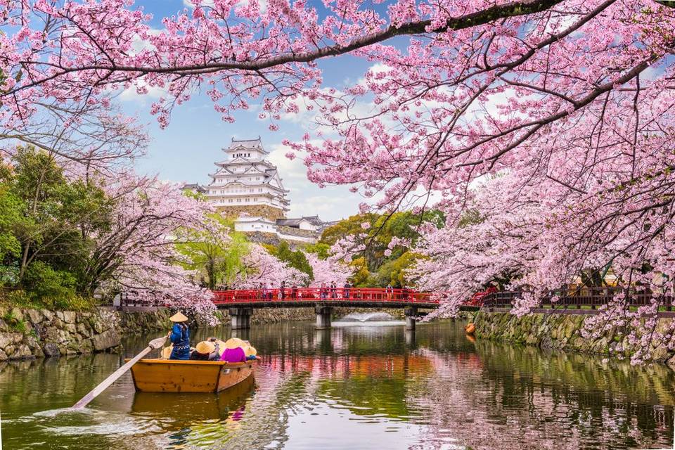 Lua de Mel no Japão: amor na Terra do Sol Nascente e das cerejeiras em flor