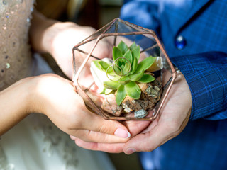 Plantas para a casa nova: como e quais escolher
