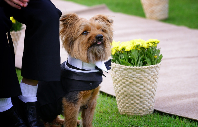 Já foi a um casamento com um cãozinho como destaque? 1