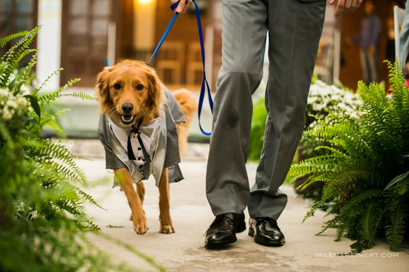 15 inspirações do fiel escudeiro em cerimônias 👰🐶🤵 8
