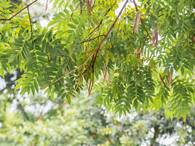 O casamento de Samara e Tobias