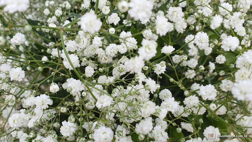 Flor de Laranjeira - Flores e Decorações