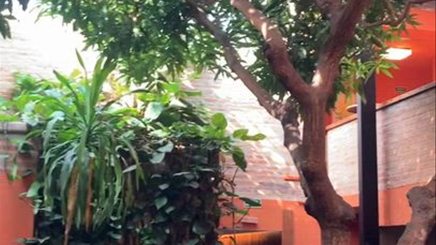 Tê Sardão