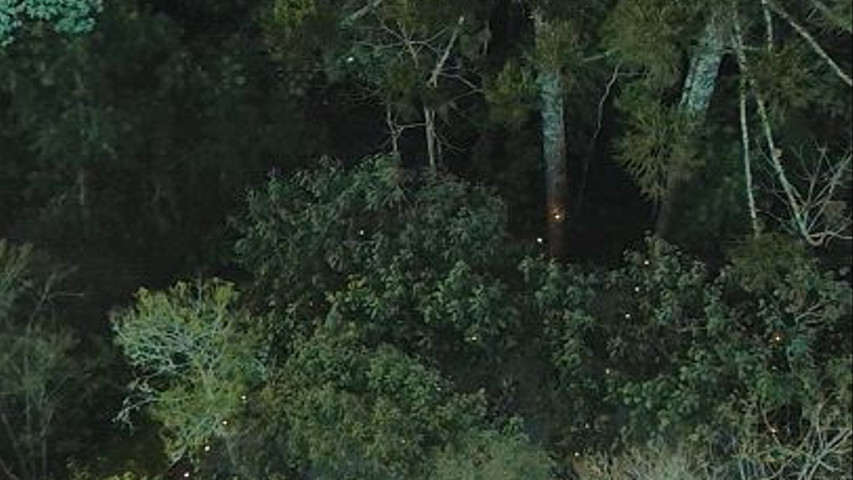 O. Bosque
