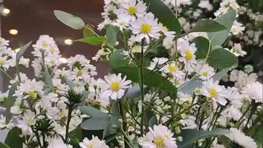 Flores Simplisim Decorações - Aster para cerimonia 
