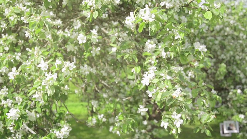 Amor de primavera