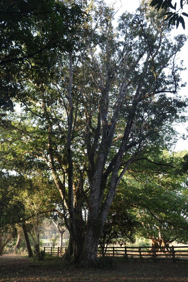 Fazenda Boiada - 3