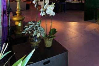 Folha Beach Club - 1