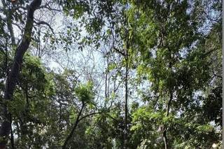 Império da Mata - 11