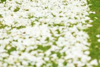 Emerson Pereira Photography - 7
