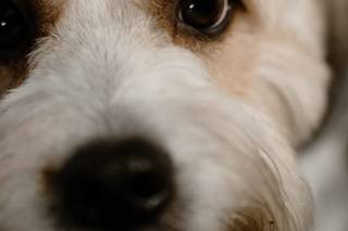 Thaina Pet Sitter - 6