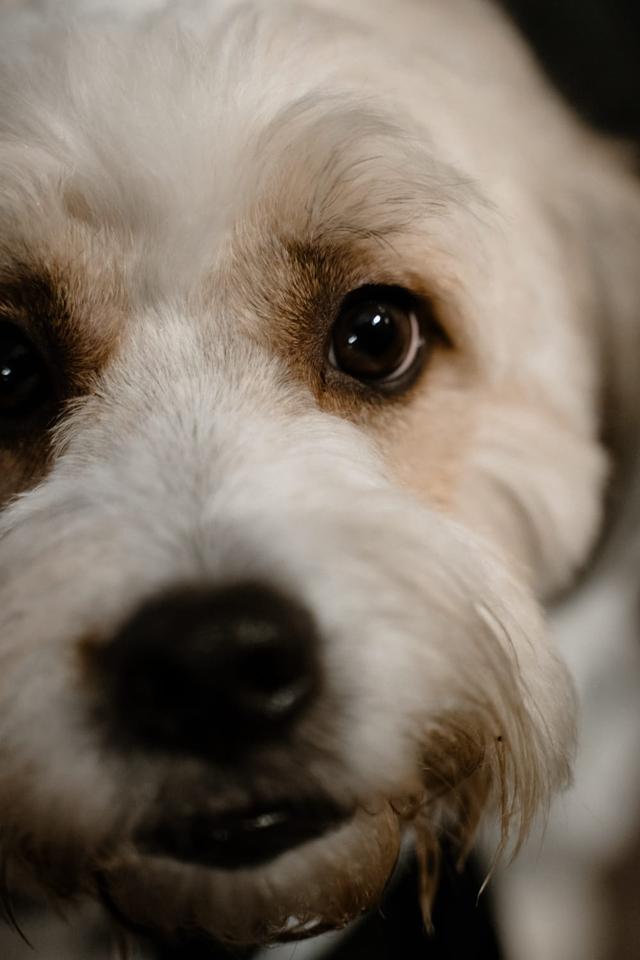Thaina Pet Sitter - 3