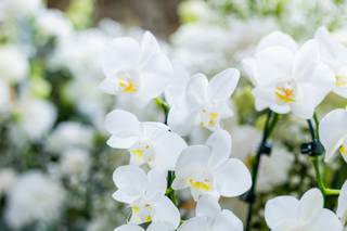 Buenos Art Floral - 11