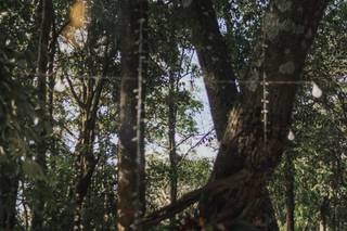 Império da Mata - 6