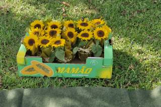 Walter Flores e Decorações - 4