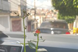 Mimo Suculentas - 14