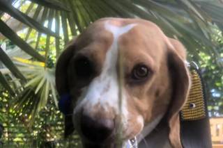 Pet Moments - 11