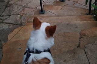 Thaís Pet - Pet Sitter - 6