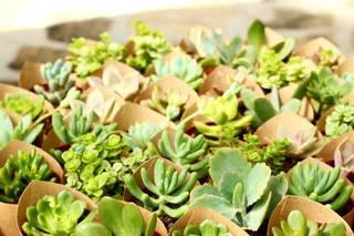 Little Garden - 10
