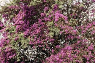 Floresta Park - 13