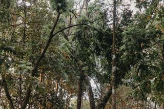 Império da Mata - 26