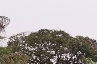 Fazenda Casa Branca - 11