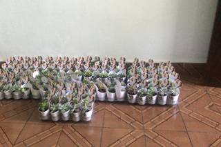 Mimo Suculentas - 5