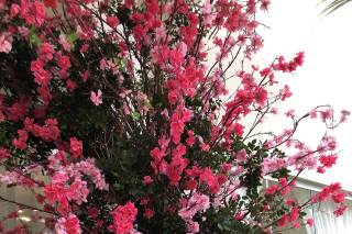 Passion The Flower - 34