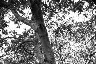 Junim Souza Fotografia - 5