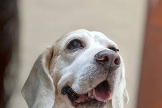 Thaís Pet - Pet Sitter - 9