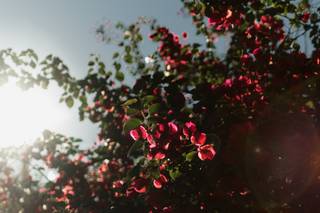 Chácara Hibiscos - 5