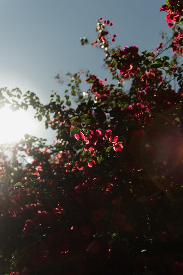 Chácara Hibiscos - 2