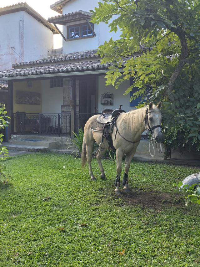 Virgínia Alfaya Cerimonial - 2
