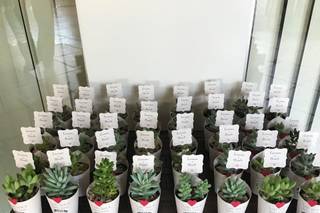 Mimo Verde Party Favors - 8