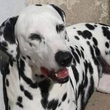 Aline