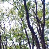 Thamara