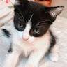 Heloisa
