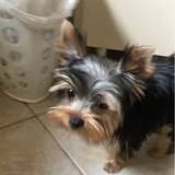 Lola
