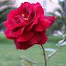 Sidely