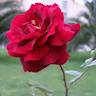 Sidely