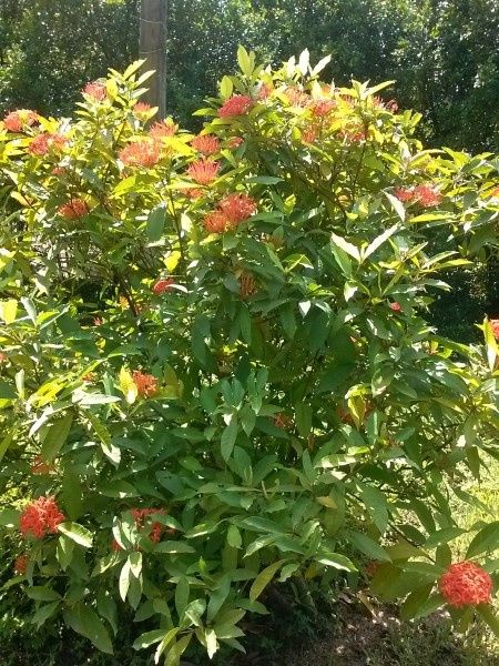 Meu casamento - 7